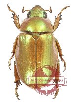 Rutelinae sp. 18
