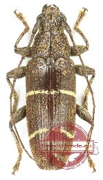 Tmesisternus sp. 19 (5 pcs A-/A2)