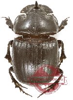 Copris lunaris