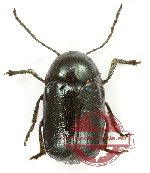 Cryptocephalus sp. 2 (5 pcs)