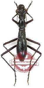 Tricondyla aptera ssp. ?