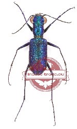 Prothyma quadriguttata (5 pcs)