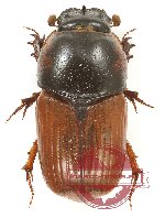 Coprimorphus scrutator (5 pcs)