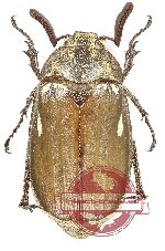 Melolontha sp. 2 (5 pcs)