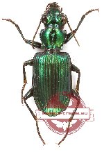 Catascopus sp. 23 (A-)