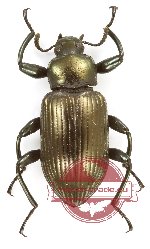 Tenebrionidae sp. 123
