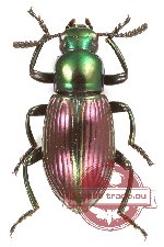 Tenebrionidae sp. 125