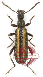 Lagriidae sp. 19 (5 pcs)