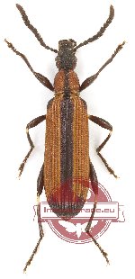 Lagriidae sp. 21 (A2)