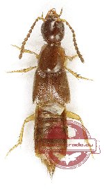 Staphylinidae sp. 17 (10 pcs)
