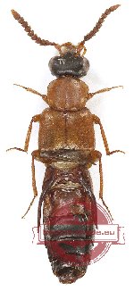 Staphylinidae sp. 14