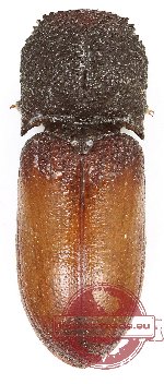 Eucnemidae sp. 7