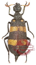 Mylabris sp. 8