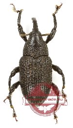 Curculionidae sp. 158 (3 pcs A2)