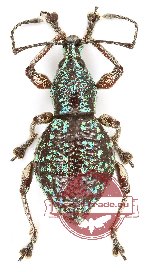 Curculionidae sp. 145
