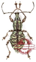 Curculionidae sp. 144 (10 pcs)