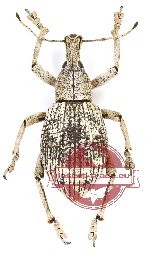 Rhinoscapha sp. 30
