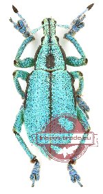 Eupholus prasinus