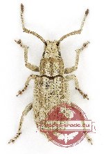 Curculionidae sp. 147 (5 pcs)