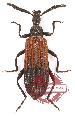 Lagriidae sp. 20