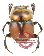 Canthonini sp. 7 (5 pcs)
