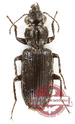 Carabidae sp. 62