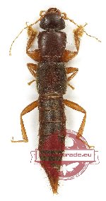 Staphylinidae sp. 15