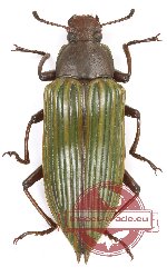 Tenebrionidae sp. 126 (A-)