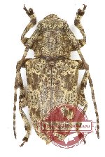 Lamiinae sp. 70