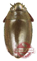 Gyrinidae sp. 11 (5 pcs)