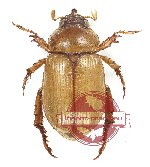 Rutelinae sp. 16