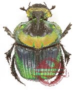 Phanaeus imperator