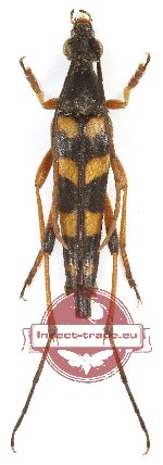 Strangalia attenuata (A2)