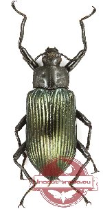 Tenebrionidae sp. 124 (5 pcs)