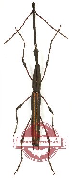 Brenthidae sp. 18