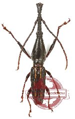 Brenthidae sp. 26