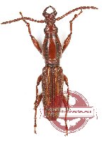 Brenthidae sp. 25