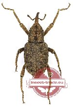 Sipalinus gigas (A2)