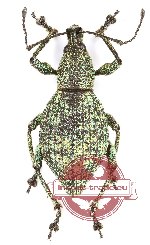 Curculionidae sp. 150 (10 pcs)