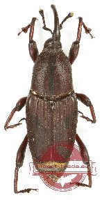 Curculionidae sp. 149 (5 pcs A-/A2)
