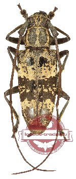 Epepeotes sp. 3.
