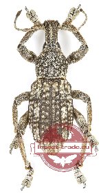 Rhinoscapha sp. 29 (3 pcs A2)
