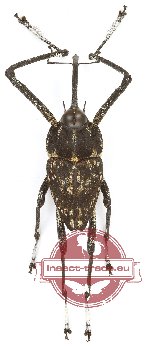 Curculionidae sp. 151 (A2)