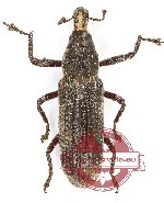 Curculionidae sp. 155 (A2)