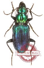 Catascopus sp. 25