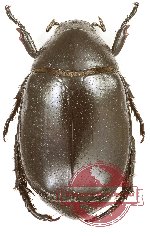 Anomala sp. 73 (10 pcs)