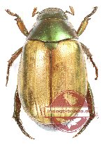 Mimela javana