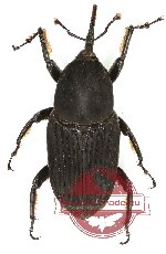 Curculionidae sp. 156 (A2)