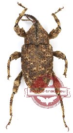 Curculionidae sp. 153 (A2)