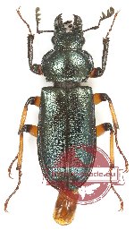 Platycerus acuticollis